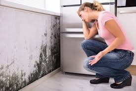 Best Environmental Consulting for Mold Prevention  in Oakley, KS